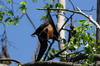 Indian Flying Fox (Pteropus giganteus) - Sri Lanka