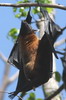 Indian Flying Fox (Pteropus giganteus) - Sri Lanka