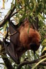Chauve-souris gante d'Inde (Pteropus giganteus) - Inde