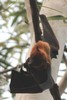 Chauve-souris gante d'Inde (Pteropus giganteus) - Inde