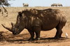 White Rhinoceros (Ceratotherium simum) - Kenya