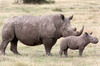 Rhinocros blanc (Ceratotherium simum) - Kenya