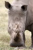 White Rhinoceros (Ceratotherium simum) - Kenya