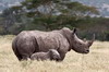 White Rhinoceros (Ceratotherium simum) - Kenya