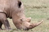 White Rhinoceros (Ceratotherium simum) - Kenya