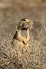 Chien de Prairie du Colorado (Cynomys gunnisoni) - Etats-Unis