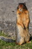 Spermophile de Colombie (Spermophilus columbianus) - Canada