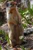 Spermophile de Colombie (Spermophilus columbianus) - Canada
