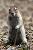 Ecureuil terrestre dor (Spermophilus lateralis) - Canada