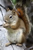 Ecureuil roux amricain (Tamiasciurus hudsonicus) - Canada
