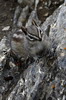 Tamia mineur (Tamias minimus) - Canada