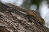 Indian Palm Squirrel (Funambulus palmarum) - Sri Lanka