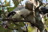 Sri Lanka Giant Squirrel (Ratufa macroura) - Sri Lanka