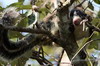 Sri Lanka Giant Squirrel (Ratufa macroura) - Sri Lanka