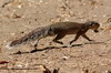 Unstriped Ground Squirrel (Xerus rutilus) - Kenya