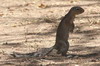 Unstriped Ground Squirrel (Xerus rutilus) - Kenya