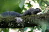 Red-legged Sun Squirrel (Heliosciurus rufobrachium) - Kenya