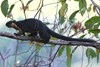 Malayan Giant Squirrel (Ratufa bicolor) - Malaysia