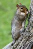 Ecureuil gris (Sciurus carolinensis) - Canada