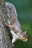 Ecureuil gris (Sciurus carolinensis) - Canada