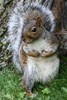 Ecureuil gris (Sciurus carolinensis) - Canada
