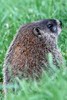 Marmotte commune (Marmota monax) - Canada