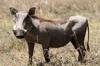 Common Warthog (Phacochoerus africanus) - Kenya