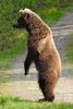 Ours brun (Ursus arctos) - Finlande