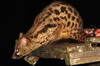 Rusty-spotted Genet (Genetta maculata) - Kenya