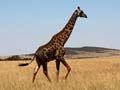 Aper�u de : Voyage naturaliste au Kenya